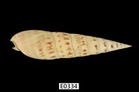 藏品(大竹筍螺)的圖片